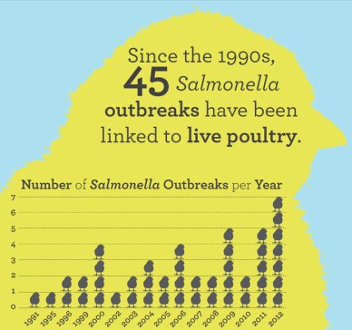 dpk-live-poultry-salmonella-infopic