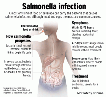 Salmonella